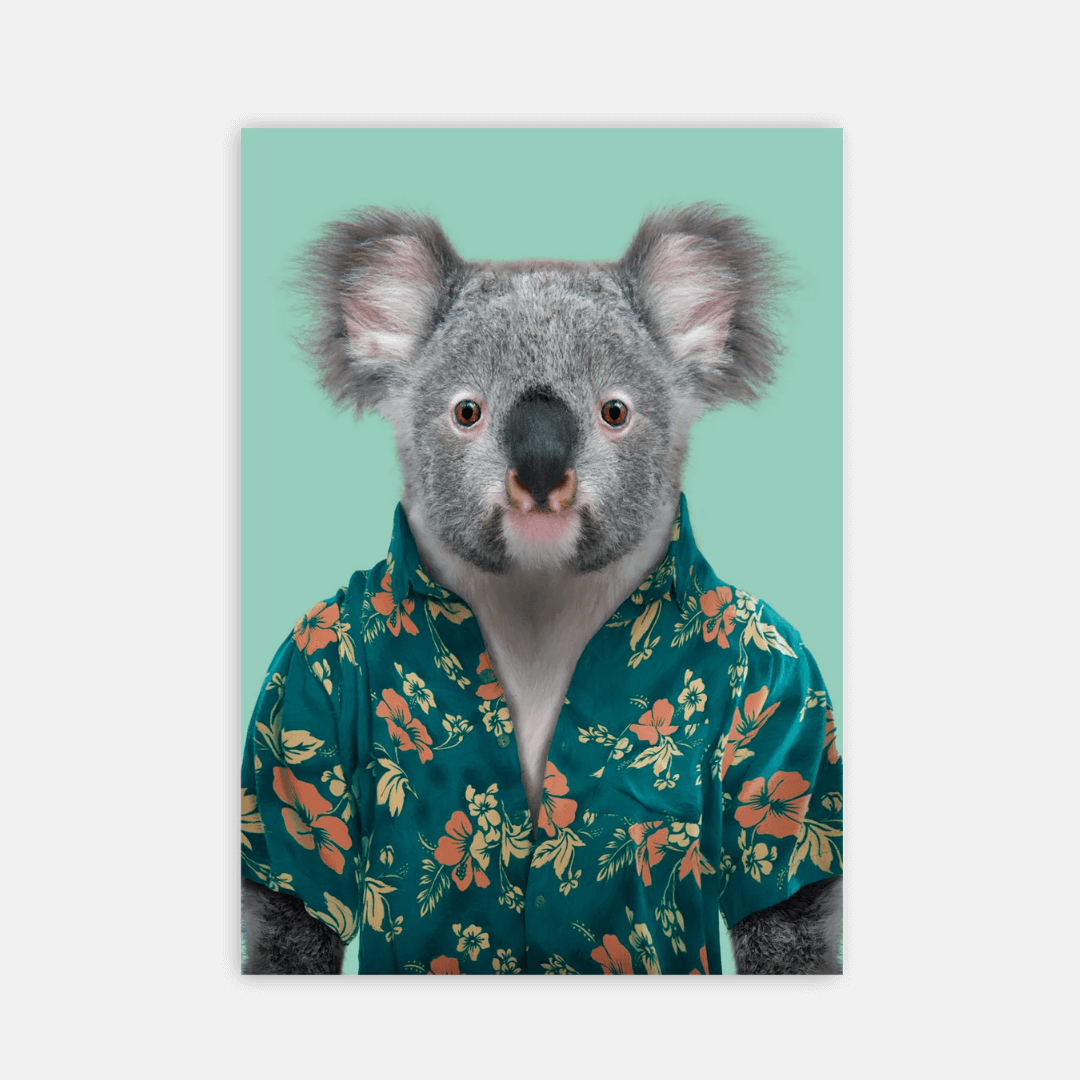 Koala Postcard